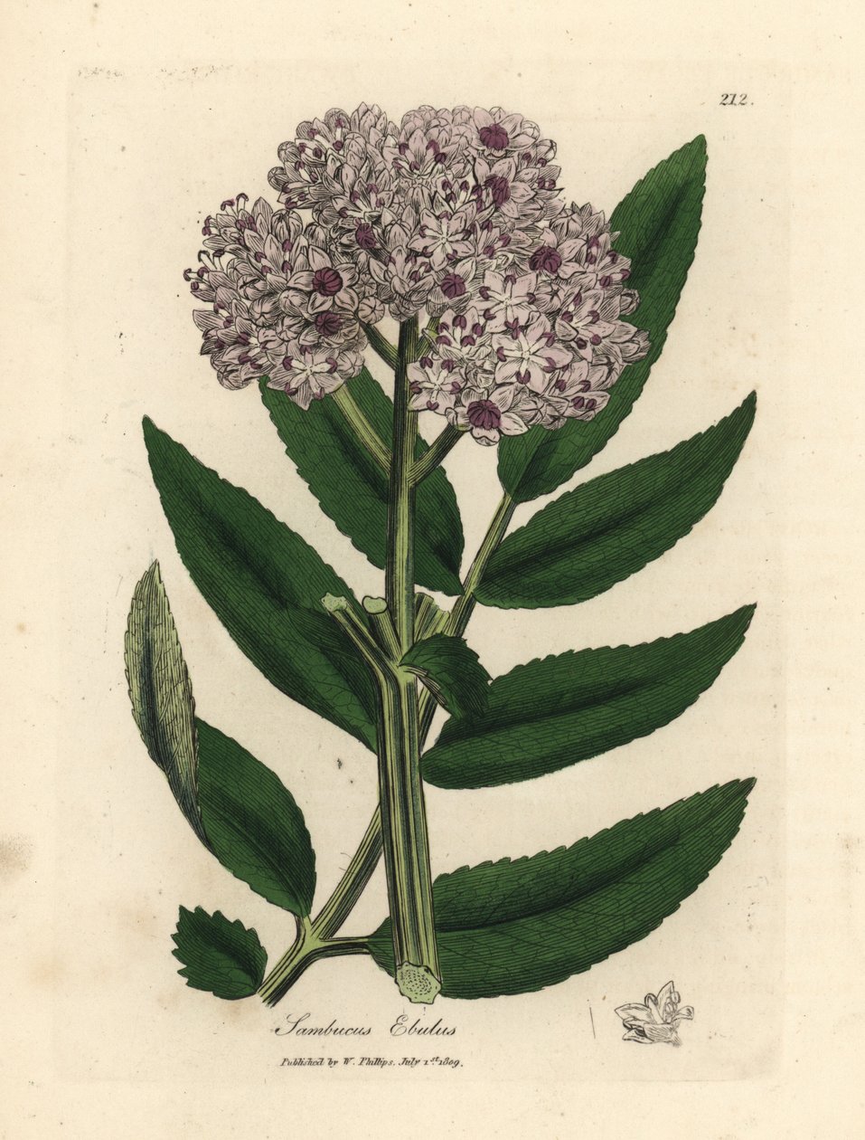 紫花矮接骨木，Sambucus ebulus 作者 詹姆斯·索尔比