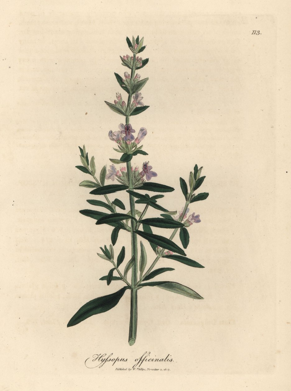 紫花牛膝草，Hyssopus officinalis 作者 詹姆斯·索尔比
