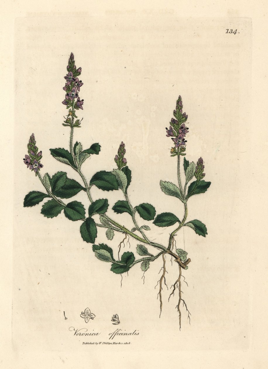 紫花地丁，Veronica officinalis 作者 詹姆斯·索尔比