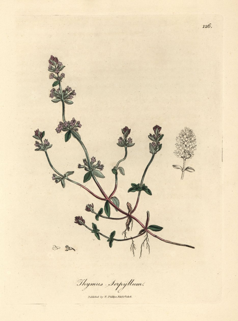 紫花野百里香，Thymus serpyllum 作者 詹姆斯·索尔比