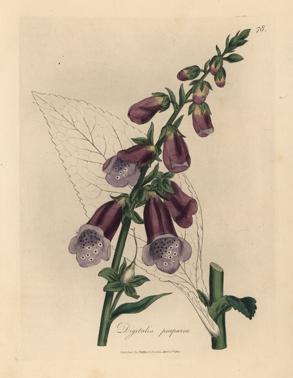 紫花地丁，Digitalis purpurea 作者 詹姆斯·索尔比