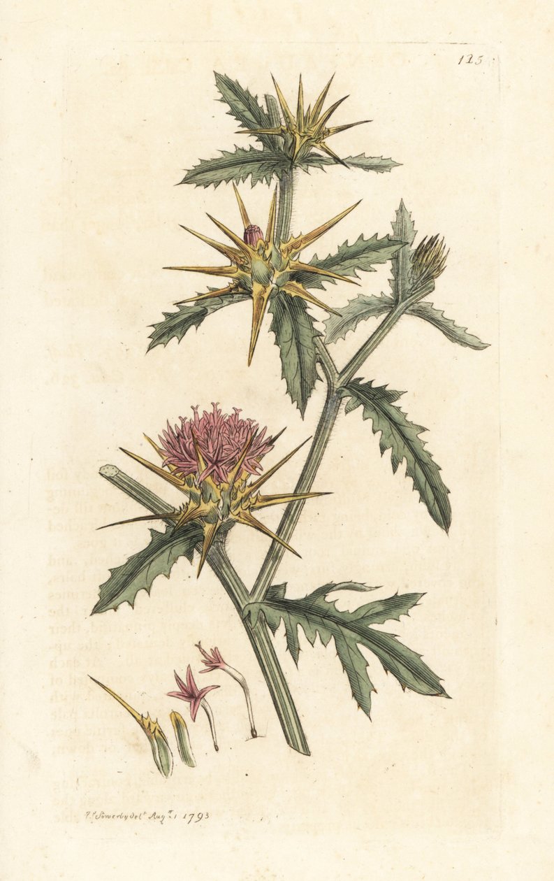 紫色星蓟，Centaurea calcitrapa（半人马座掀背车、Centauree etoilee 或星蓟）手绘铜板雕刻，由詹姆斯·索尔比 (James Sowerby) 绘制，来自伦敦詹姆斯·史密斯英国植物学 (James Smith