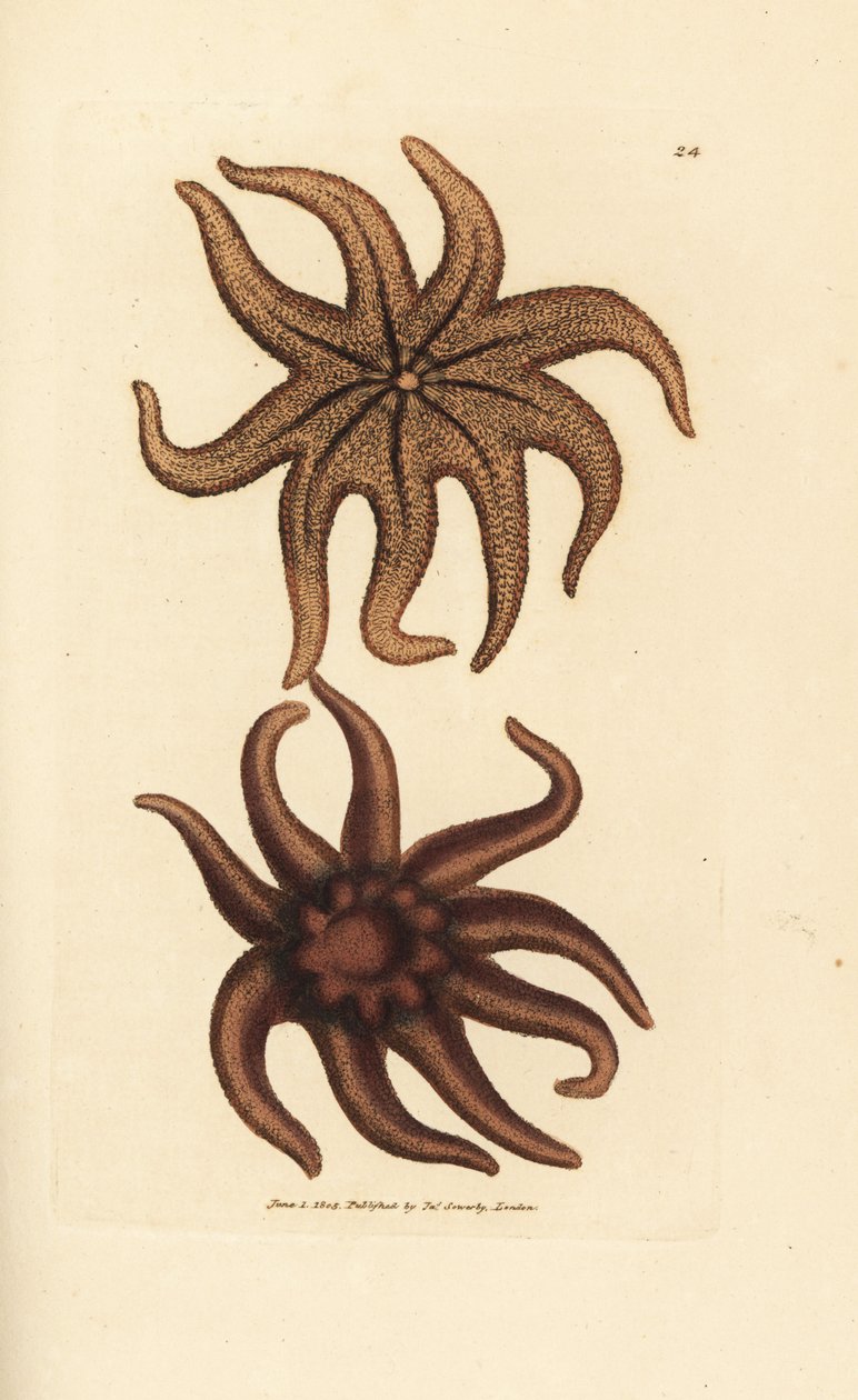 紫色太阳星，Solaster endeca（九射线海星，Asterias endeca）。 《英国杂记》中詹姆斯·索尔比 (James Sowerby) 的手绘铜版雕刻，或新的、稀有的或鲜为人知的动物主题的彩色人物。 作者 詹姆斯·索尔比