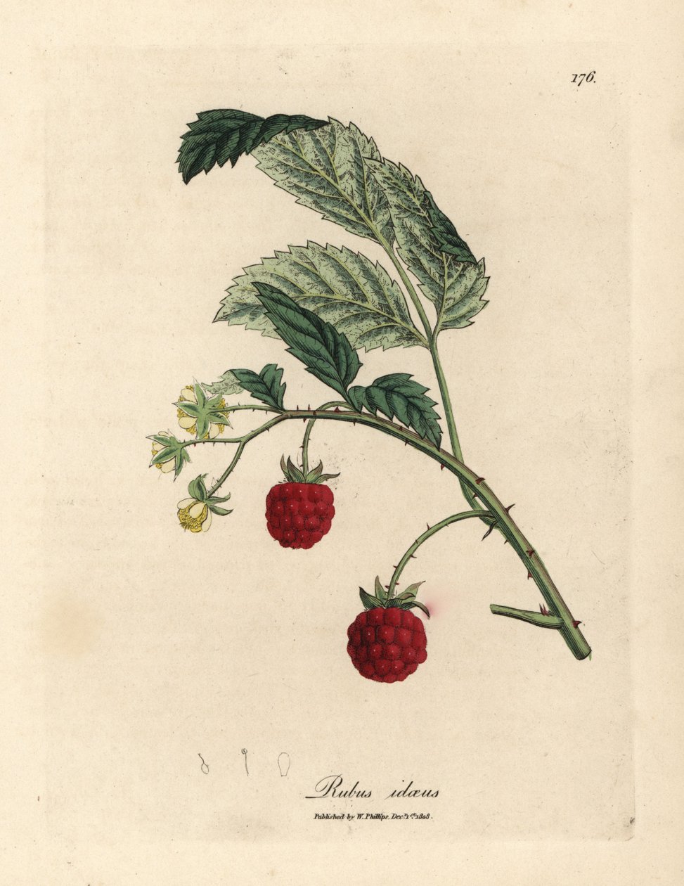 长满成熟果实和黄色花朵的覆盆子树丛，Rubus idaeus 作者 詹姆斯·索尔比