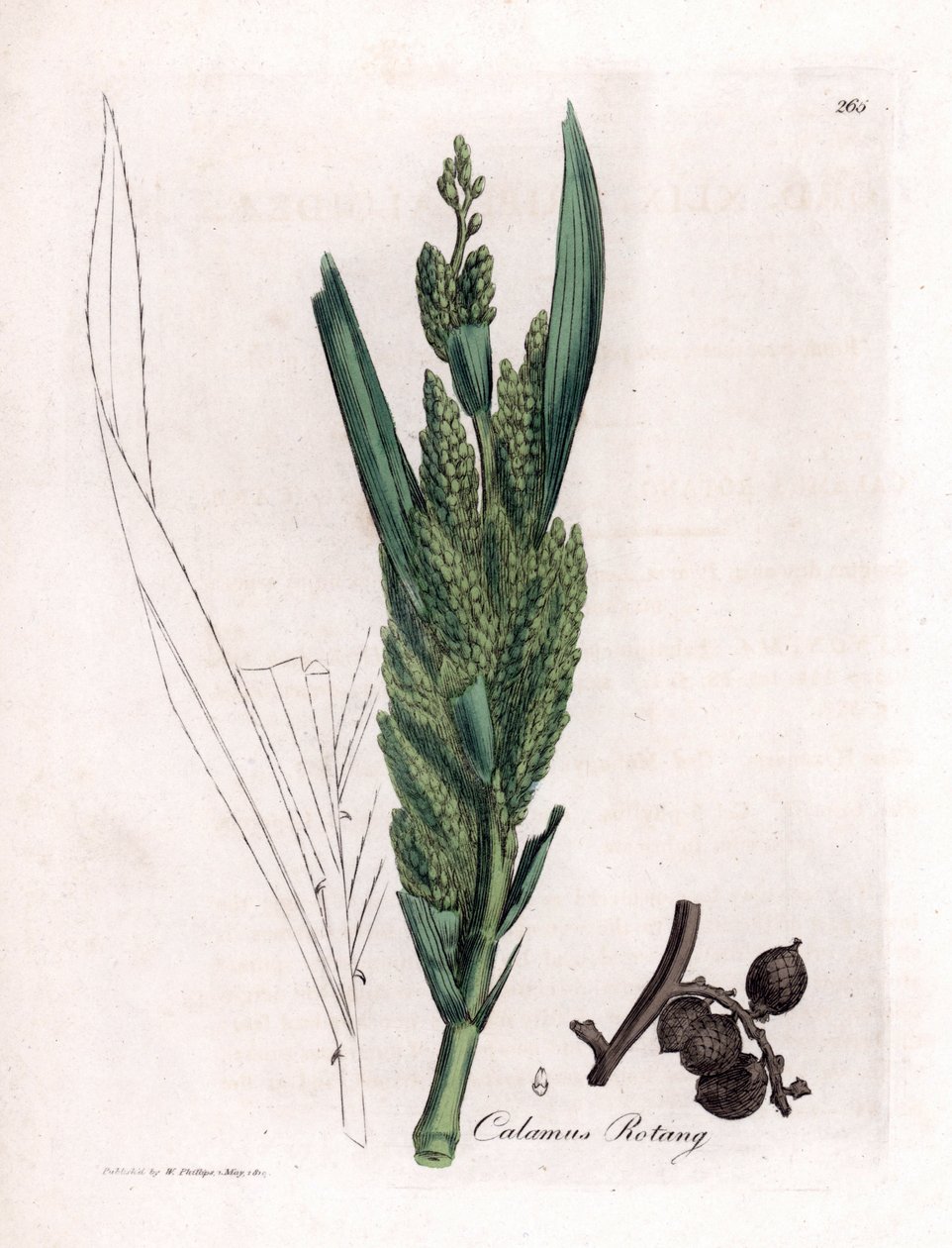藤棕榈 - 罗唐甘蔗，Calamus rotang。詹姆斯-索尔比（James Sowerby）根据威廉-伍德维尔（William Woodville）和威廉-杰克逊-胡克爵士（William Jackson Hooker）的《医学植物学》绘制的植物插图所作的手工彩色铜版画，约翰-伯恩，伦敦 作者 詹姆斯·索尔比