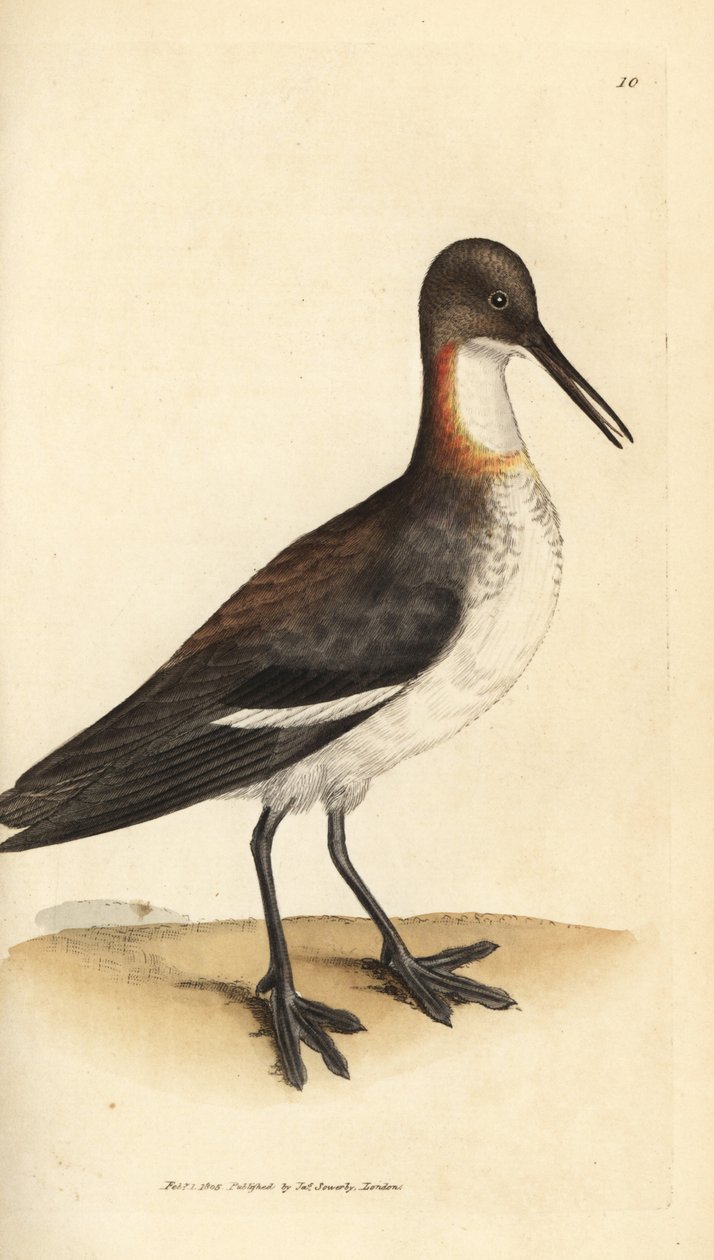 红颈鹬，Phalaropus lobatus (Phalaropus hyperboreus)。 《英国杂记》中詹姆斯·索尔比 (James Sowerby) 的手绘铜版雕刻，或新的、稀有的或鲜为人知的动物主题的彩色人物。 作者 詹姆斯·索尔比