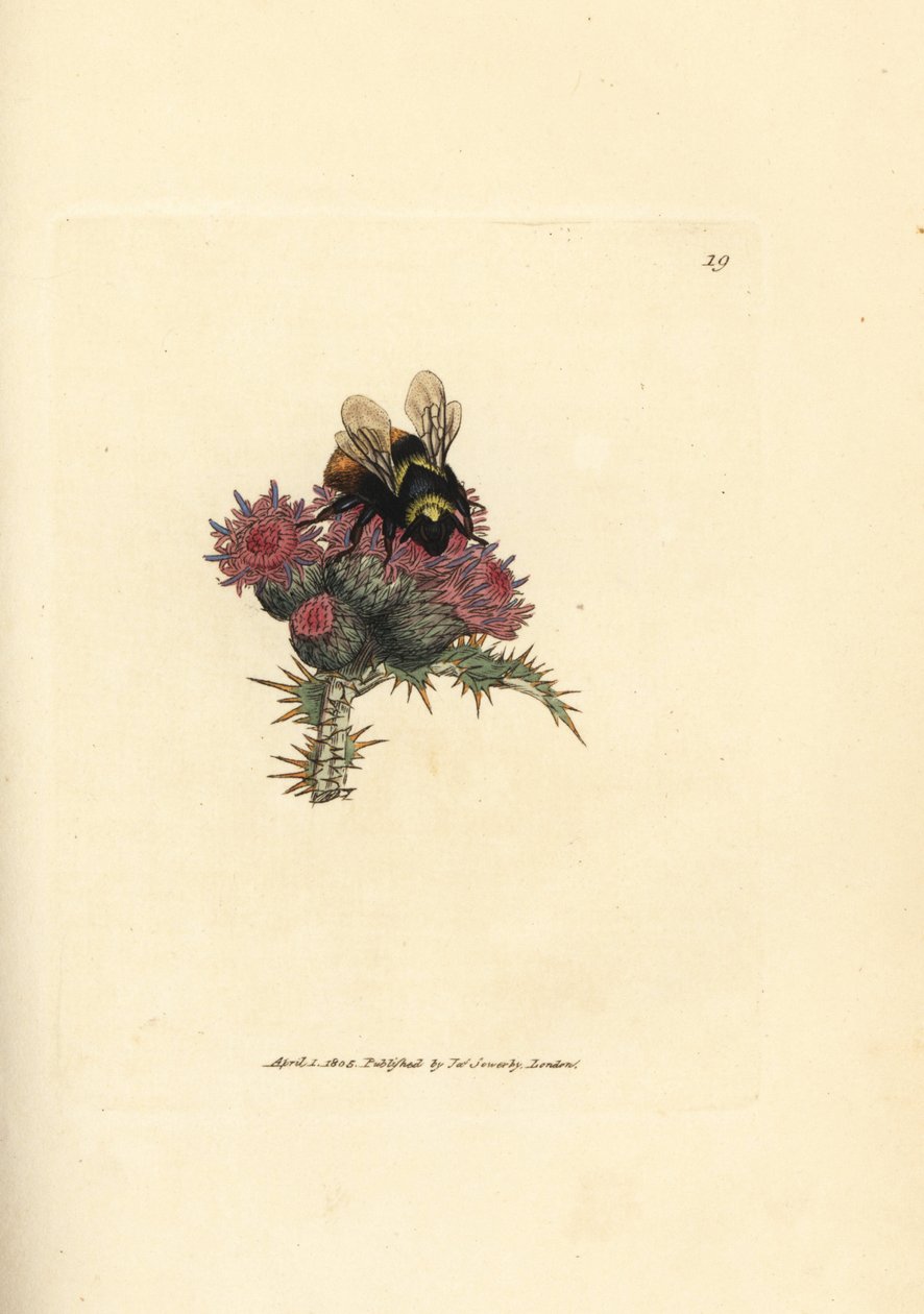 蓟上的红尾大黄蜂，Bombus lapidarius (Apis flavicollis)。詹姆斯-索尔比（James Sowerby）的手工彩色铜版雕刻，选自《英国杂录》，或《新奇、稀有或鲜为人知的动物题材彩色图片》。 作者 詹姆斯·索尔比