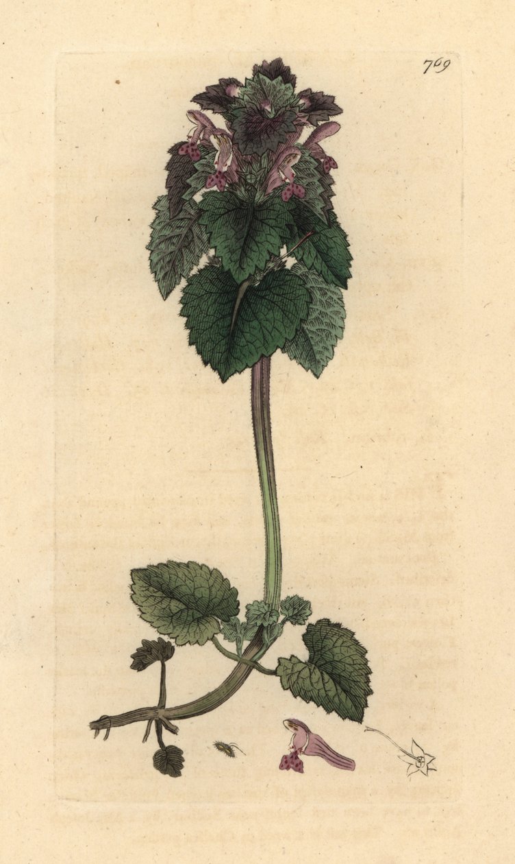 Red deadnettle, Lamium purpureum 根据 James Sowerby 为 James Smith 的《英国植物学》绘制的图画绘制的手工彩色铜版雕刻 作者 詹姆斯·索尔比