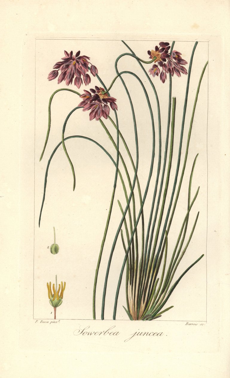 灯心百合，Sowerbaea juncea，原产于澳大利亚。 以植物艺术家詹姆斯·索尔比 (James Sowerby) 的名字命名。 Barrois 在铜上手绘点刻，取自 Pancrace Bessa 的植物插图，出自 Mordant de Launay 的《Herbier General de l