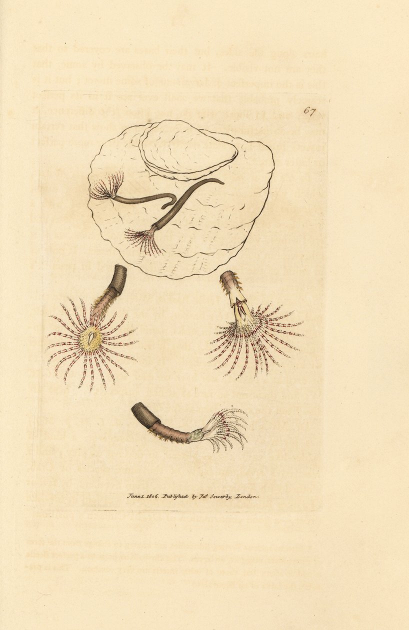 带有深红色触须的沙虫，Amphitrite rosea。詹姆斯-索尔比（James Sowerby）的手工彩色铜版雕刻，选自《英国杂录》，或《新奇、罕见或鲜为人知的动物彩色图片》。 作者 詹姆斯·索尔比