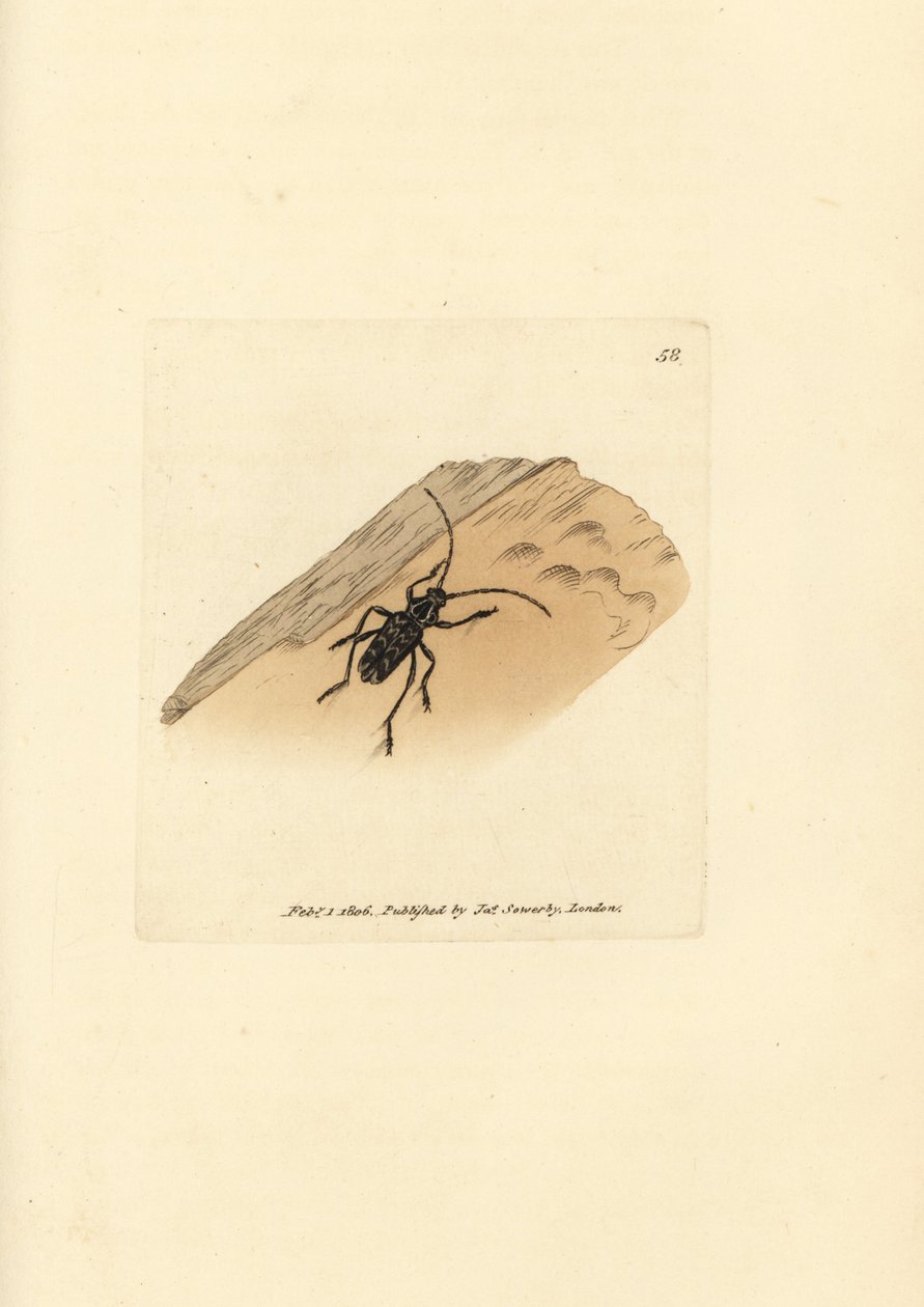 Sarosesthes fulminans 甲虫（Cerambyx fulminans）。詹姆斯-索尔比（James Sowerby）的手工彩色铜版雕刻，选自《英国杂录》（The British Miscellany），或《新奇、稀有或鲜为人知的动物题材彩色图片》（Colored figures of new, rare, or little known animal subjects）。 作者 詹姆斯·索尔比