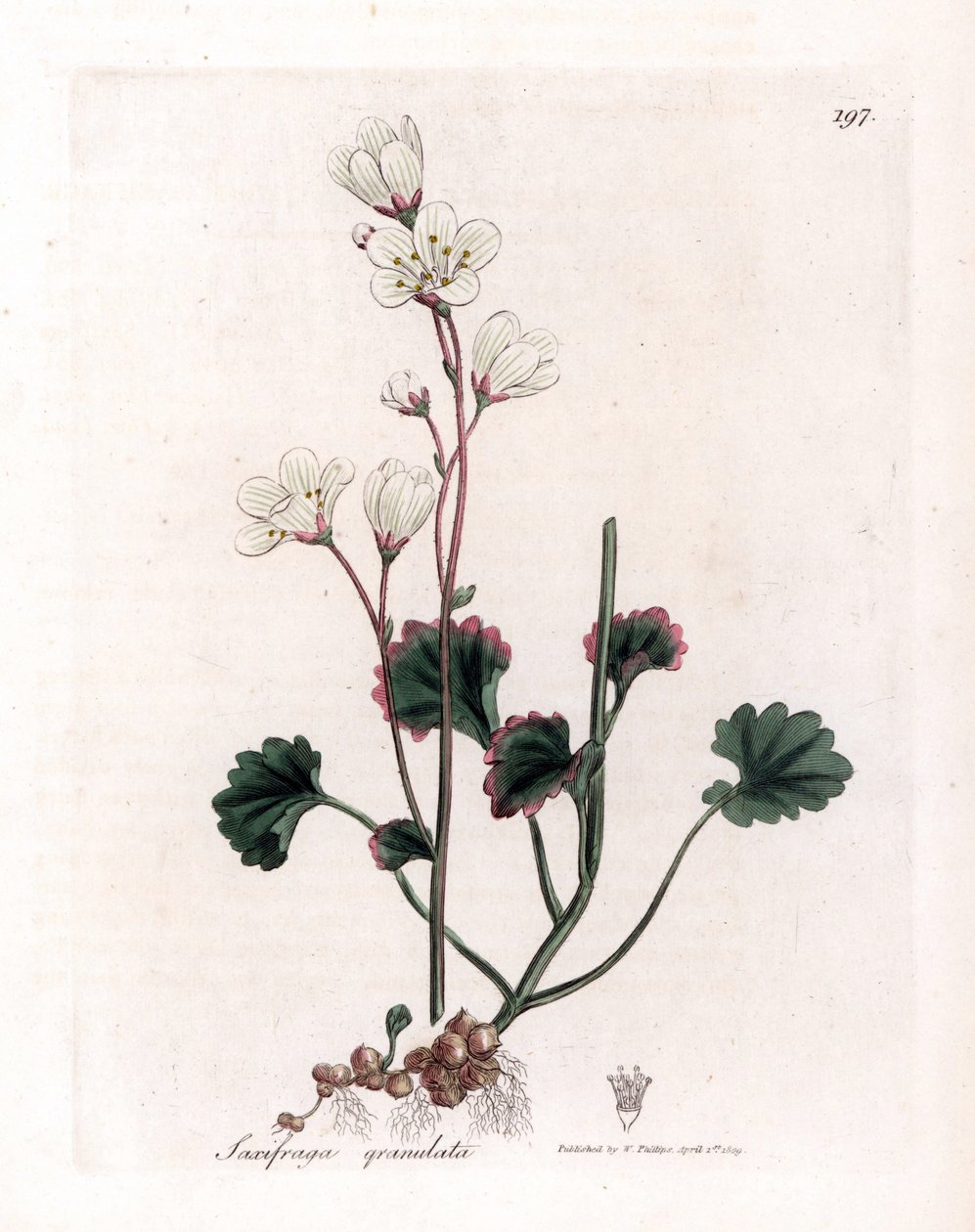 白虎耳草（Saxifraga granulata）。詹姆斯-索尔比（James Sowerby）根据威廉-伍德维尔（William Woodville）和威廉-杰克逊-胡克爵士（William Jackson Hooker）的《医学植物学》绘制的植物插图手工彩色铜版画，约翰-波恩，伦敦 作者 詹姆斯·索尔比
