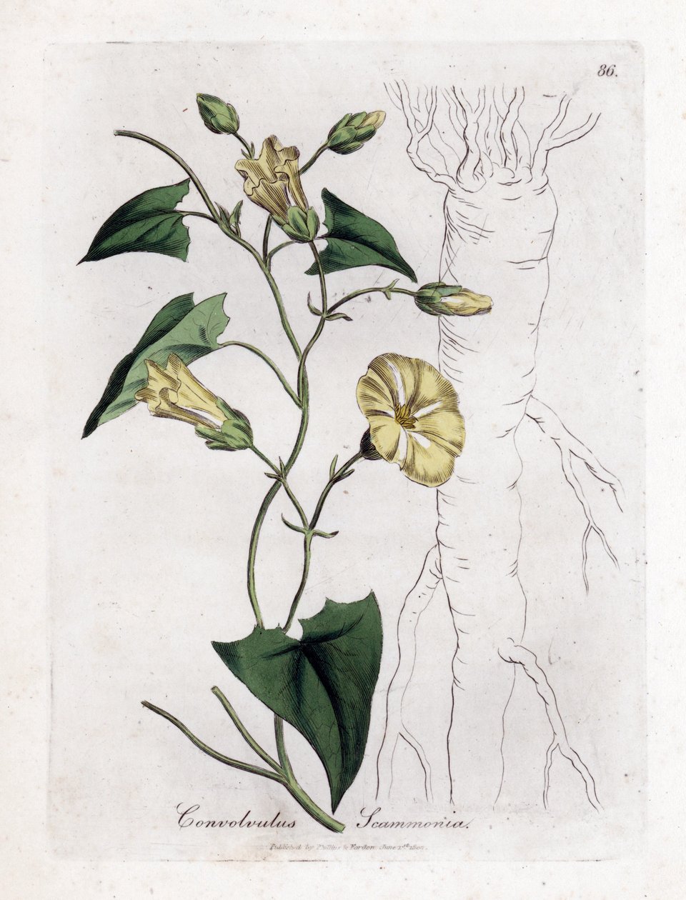 Scamonee - Scammony 旋花，旋花属斯卡莫尼亚。 手绘铜版雕刻，取自詹姆斯·索尔比 (James Sowerby) 的植物插图，来自威廉·伍德维尔 (William Woodville) 和威廉·杰克逊·胡克爵士 (Sir William Jackson Hooker) 的“药用植物学”，约翰·博恩 (John Bohn)，伦敦 作者 詹姆斯·索尔比