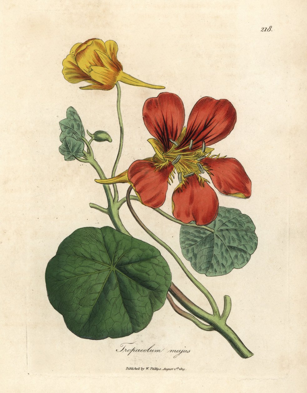 大苘麻（Tropaeolum majus），猩红色和黄色花朵 作者 詹姆斯·索尔比