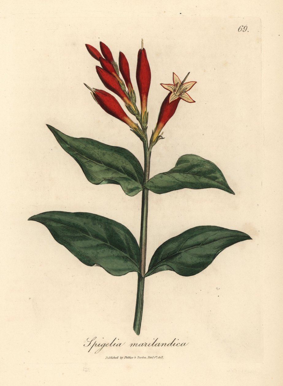 绯红花印度粉，Spigelia marilandica 作者 詹姆斯·索尔比