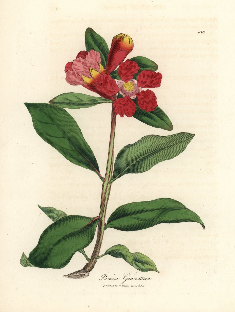 红花石榴树，Punica granatum 作者 詹姆斯·索尔比