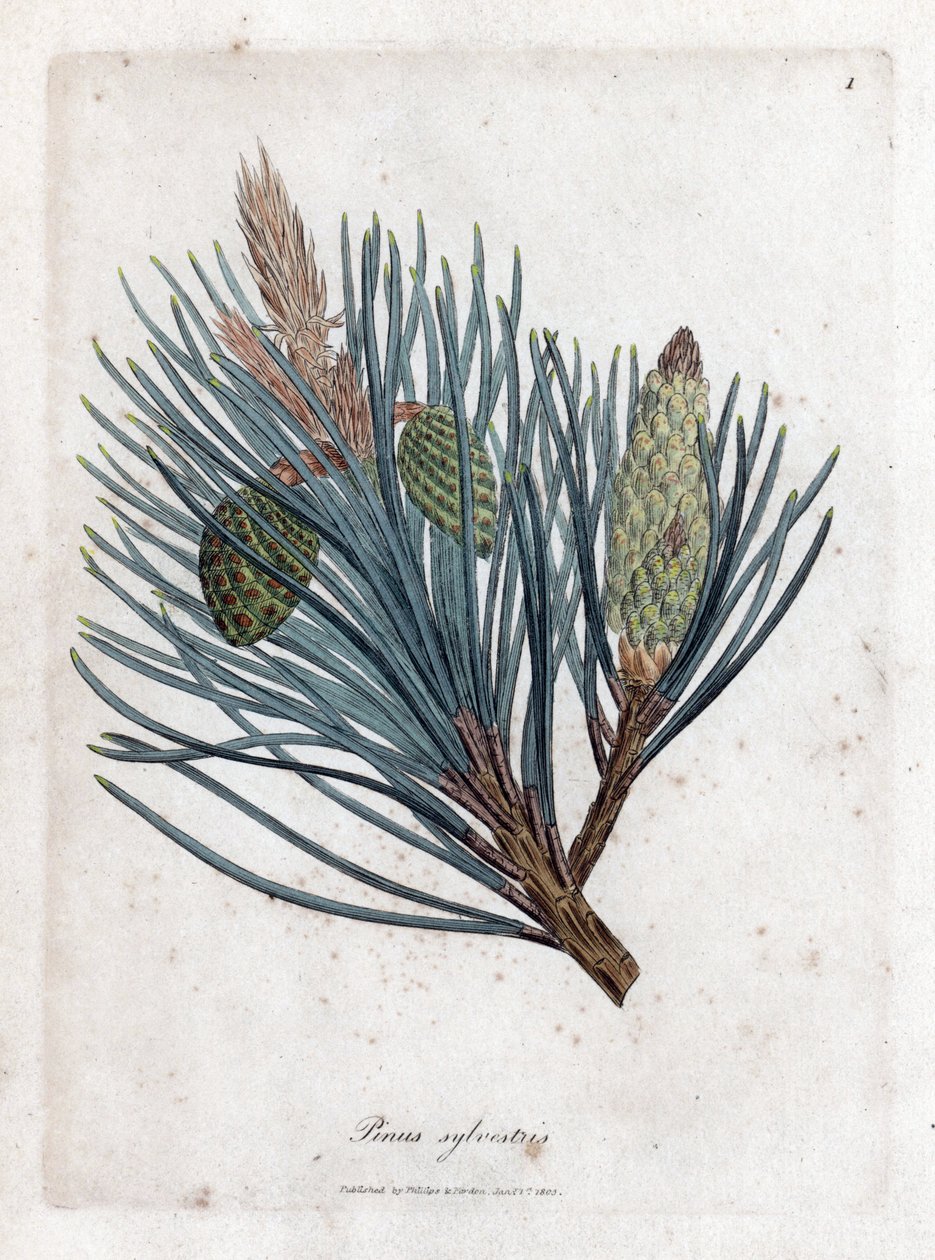 苏格兰松--苏格兰冷杉或苏格兰松，Pinus sylvestris。詹姆斯-索尔比（James Sowerby）根据威廉-伍德维尔（William Woodville）和威廉-杰克逊-胡克爵士（William Jackson Hooker）的《医学植物学》绘制的植物插图所作的手工彩色铜版画，约翰-伯恩，伦敦 作者 詹姆斯·索尔比