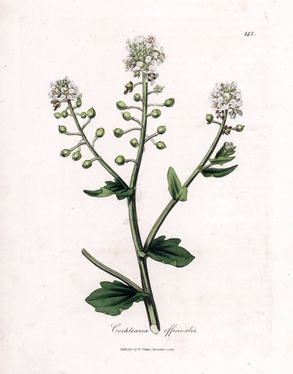坏血病草，Cochlearia officinalis。詹姆斯-索尔比（James Sowerby）根据威廉-伍德维尔（William Woodville）和威廉-杰克逊-胡克爵士（William Jackson Hooker）的《医学植物学》绘制的植物插图所作的手工彩色铜版画，约翰-伯恩，伦敦 作者 詹姆斯·索尔比