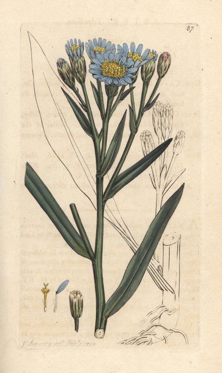 海紫菀，Tripoliium pannonicum subsp. tripolium（Sea starwort、Aster tripolium）（Aster Maritime）手绘铜版雕刻，由詹姆斯·索尔比（James Sowerby）绘制，来自伦敦詹姆斯·史密斯英国植物学研究所 作者 詹姆斯·索尔比