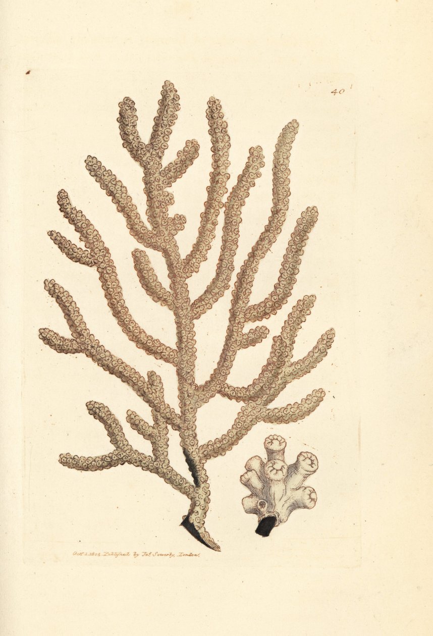海扇，Gorgonia 种（细长的 Gorgonia，Gorgonia viminalis？）詹姆斯-索尔比（James Sowerby）的手工彩色铜版雕刻，选自《英国杂录》（The British Miscellany），或《新奇、稀有或鲜为人知的动物彩色图片》（Colored figures of new, rare, or little known animal subjects）。 作者 詹姆斯·索尔比