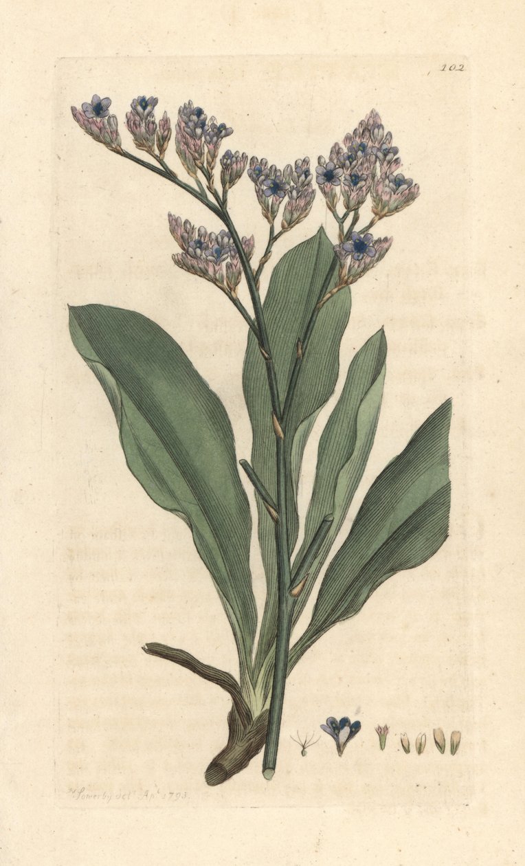 海薰衣草，Limium vulgare (Statice limium) (海薰衣草) 手绘铜版雕刻，由詹姆斯·索尔比 (James Sowerby) 绘制，来自伦敦詹姆斯·史密斯英国植物学 (James Smith