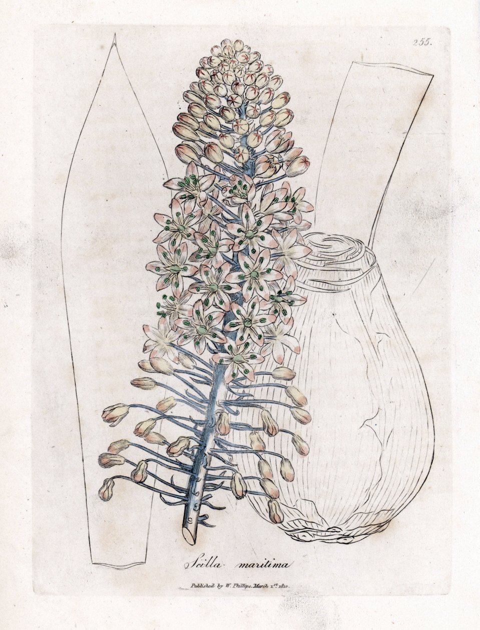 海洋葱或海葱，Drimia maritima。 手绘铜版雕刻，取自詹姆斯·索尔比 (James Sowerby) 的植物插图，来自威廉·伍德维尔 (William Woodville) 和威廉·杰克逊·胡克爵士 (Sir William Jackson Hooker) 的“药用植物学”，约翰·博恩 (John Bohn)，伦敦 作者 詹姆斯·索尔比