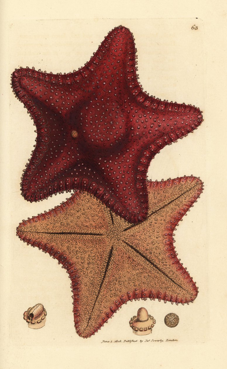 海星或海星，Hippasteria phrygiana（Asterias equestris？）詹姆斯-索尔比（James Sowerby）的手工彩色铜版雕刻，选自《英国杂录》，或《新奇、罕见或鲜为人知的动物题材彩色图片》。 作者 詹姆斯·索尔比