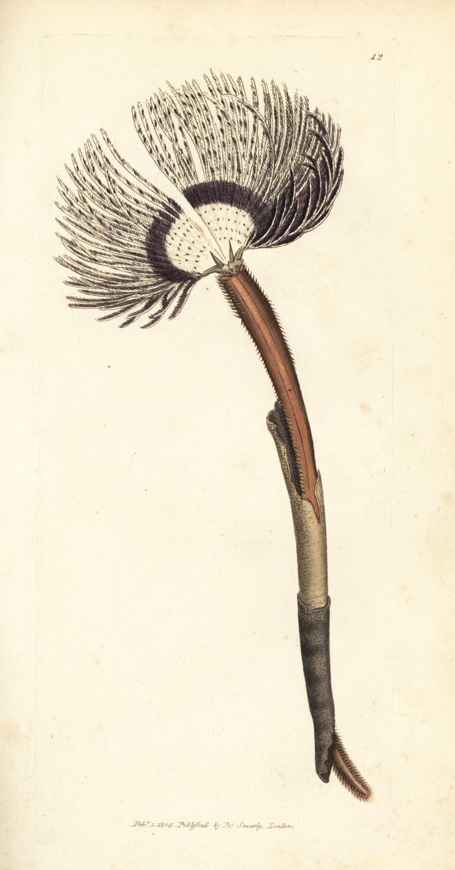 海虫，Amphitrite ventilabrum。 《英国杂记》中詹姆斯·索尔比 (James Sowerby) 的手绘铜版雕刻，或新的、稀有的或鲜为人知的动物主题的彩色人物。 作者 詹姆斯·索尔比
