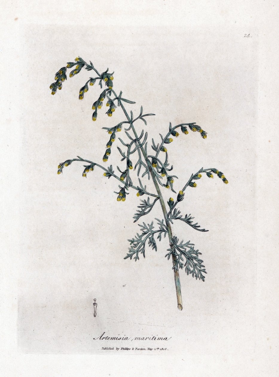 海艾，海蒿。 手绘铜版雕刻，取自詹姆斯·索尔比 (James Sowerby) 的植物插图，来自威廉·伍德维尔 (William Woodville) 和威廉·杰克逊·胡克爵士 (Sir William Jackson Hooker) 的“药用植物学”，约翰·博恩 (John Bohn)，伦敦 作者 詹姆斯·索尔比