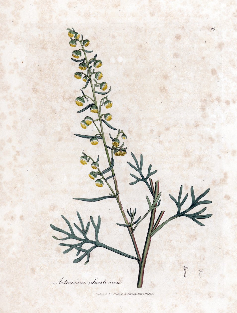 Semen contra 或 semencine 或 Judee - Santonica、Artemisia cina 的山艾树。 手绘铜版雕刻，取自詹姆斯·索尔比 (James Sowerby) 的植物插图，来自威廉·伍德维尔 (William Woodville) 和威廉·杰克逊·胡克爵士 (Sir William Jackson Hooker) 的“药用植物学”，约翰·博恩 (John Bohn)，伦敦 作者 詹姆斯·索尔比