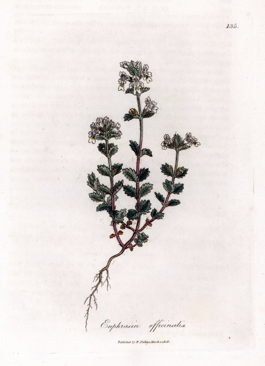 近视草--普通眼药，Euphrasia officinalis。詹姆斯-索尔比（James Sowerby）根据威廉-伍德维尔（William Woodville）和威廉-杰克逊-胡克爵士（William Jackson Hooker）的《医学植物学》绘制的植物插图手工彩色铜版画，约翰-伯恩，伦敦 作者 詹姆斯·索尔比