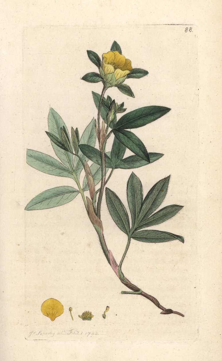 灌木五叶花、Dasiphora fruticosa 或 Potentilla fruticosa (Cinquefoil frutescente ou la cinquefoil shbustive) 手绘铜版雕刻，由詹姆斯·索尔比 (James Sowerby) 绘制，来自伦敦詹姆斯·史密斯英国植物学 (James Smith