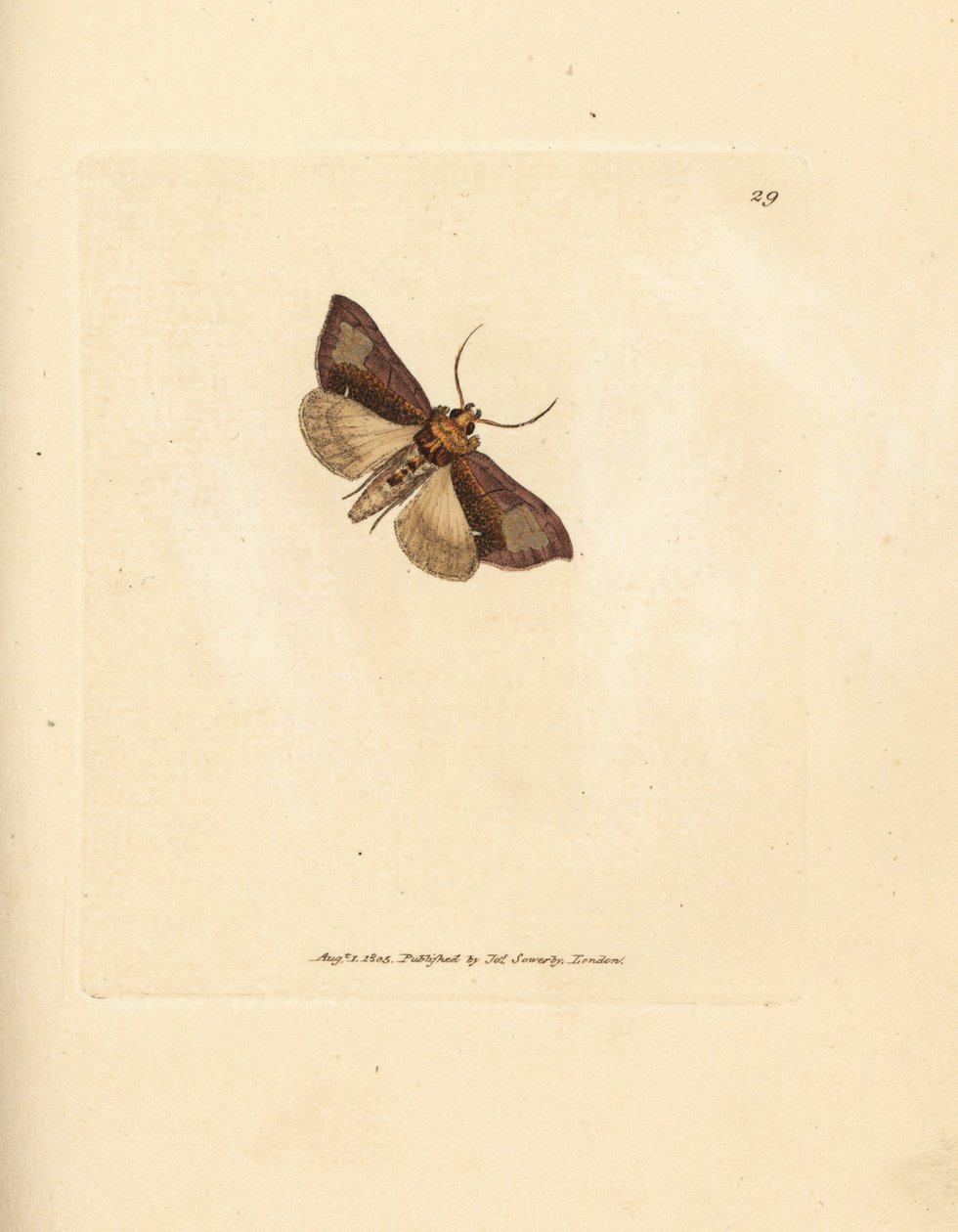 Slender burnished brassels, Thysanoplusia orichalcea (Yorkshire burnished brassels moth; Phalaena Noctua aerifera). Handcoloured copperplate engraving by James Sowerby from The British Miscellany, or Coloured figures of new, rare, or little known animal su 作者 詹姆斯·索尔比