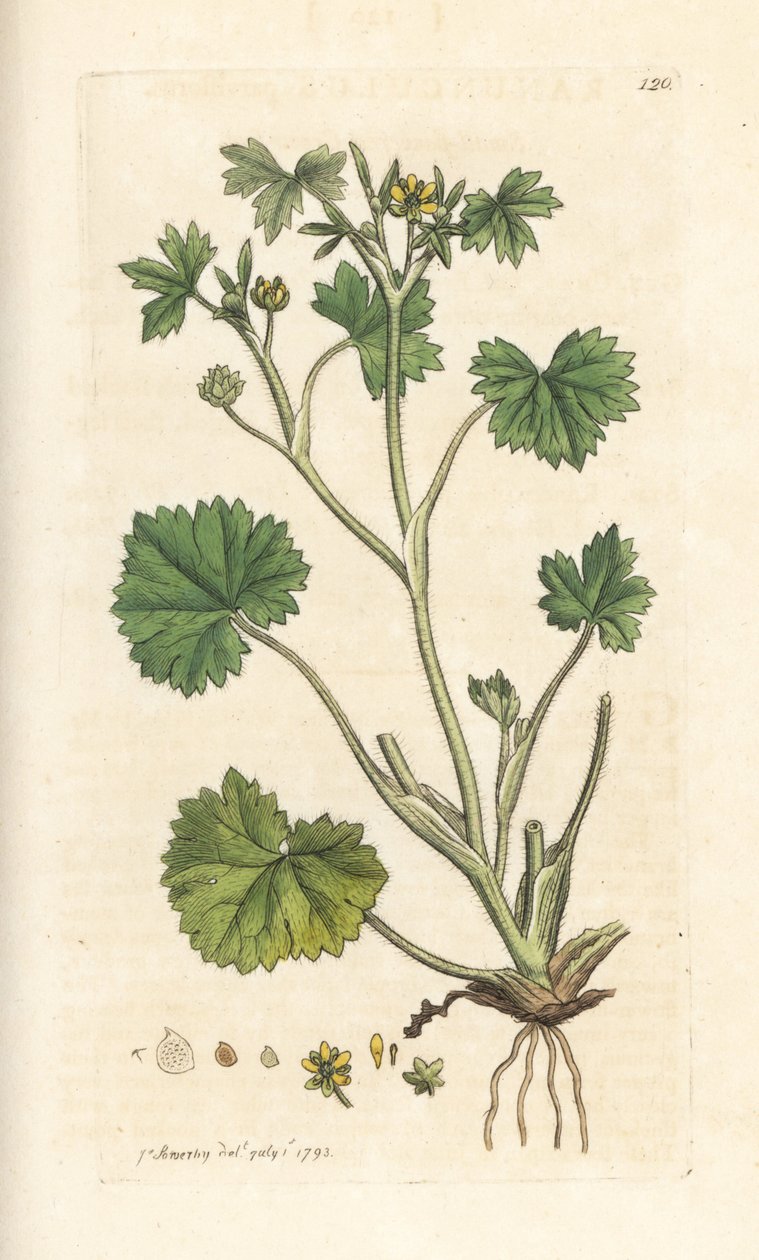 小花毛茛，Ranunculus parviflorus（毛茛）手绘铜版雕刻，由詹姆斯·索尔比（James Sowerby）插图，来自伦敦詹姆斯·史密斯的英国植物学 作者 詹姆斯·索尔比