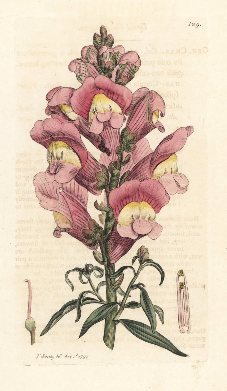 Snapdragon, Antirrhinum majus 根据詹姆斯-索尔比（James Sowerby）的插图绘制的彩色铜版画，选自詹姆斯-史密斯（James Smith）的《英国植物学》，伦敦 作者 詹姆斯·索尔比