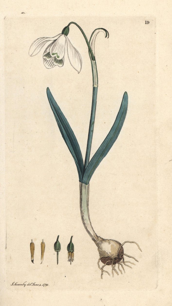 雪花莲，雪花莲。 手绘铜版雕刻，由詹姆斯·索尔比 (James Sowerby) 绘制，来自伦敦詹姆斯·史密斯英国植物学 (James Smith