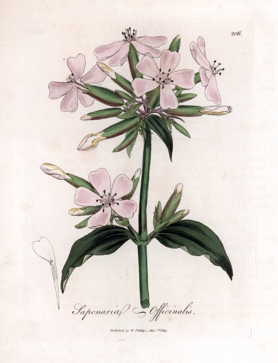肥皂草，皂草。 手绘铜版雕刻，取自詹姆斯·索尔比 (James Sowerby) 的植物插图，来自威廉·伍德维尔 (William Woodville) 和威廉·杰克逊·胡克爵士 (Sir William Jackson Hooker) 的“药用植物学”，约翰·博恩 (John Bohn)，伦敦 作者 詹姆斯·索尔比