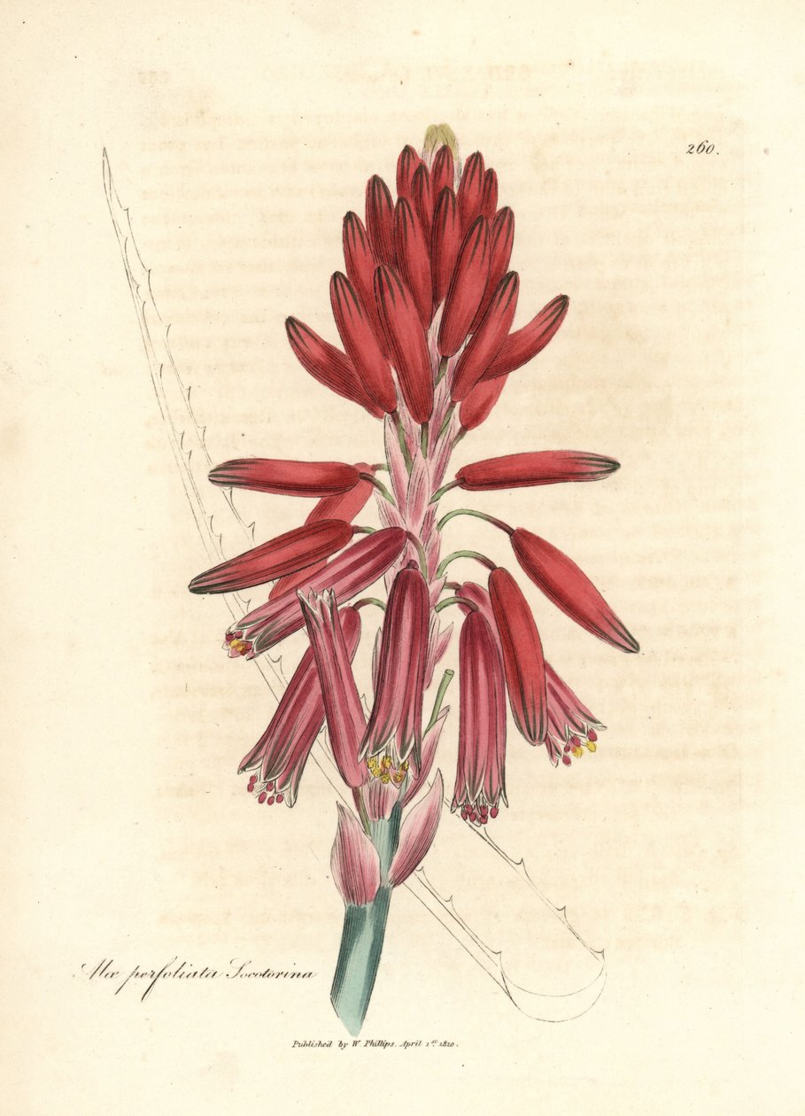 索科托里芦荟，Aloe perfoliata socotorina 作者 詹姆斯·索尔比