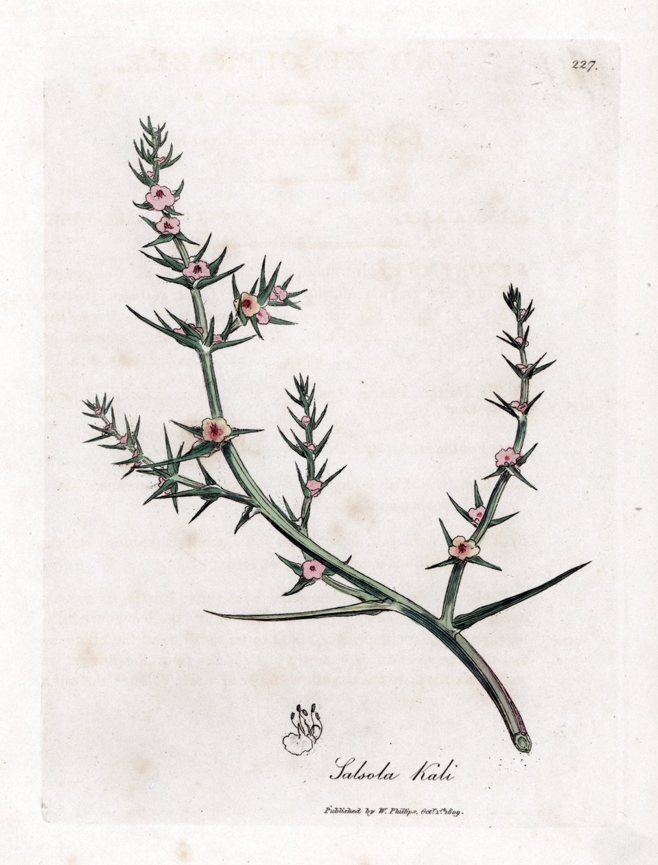 Soda brulee - Prickly saltwort, Kali turgida.詹姆斯-索尔比（James Sowerby）根据威廉-伍德维尔（William Woodville）和威廉-杰克逊-胡克爵士（William Jackson Hooker）的《医学植物学》绘制的植物插图手工彩色铜版画，约翰-波恩，伦敦 作者 詹姆斯·索尔比
