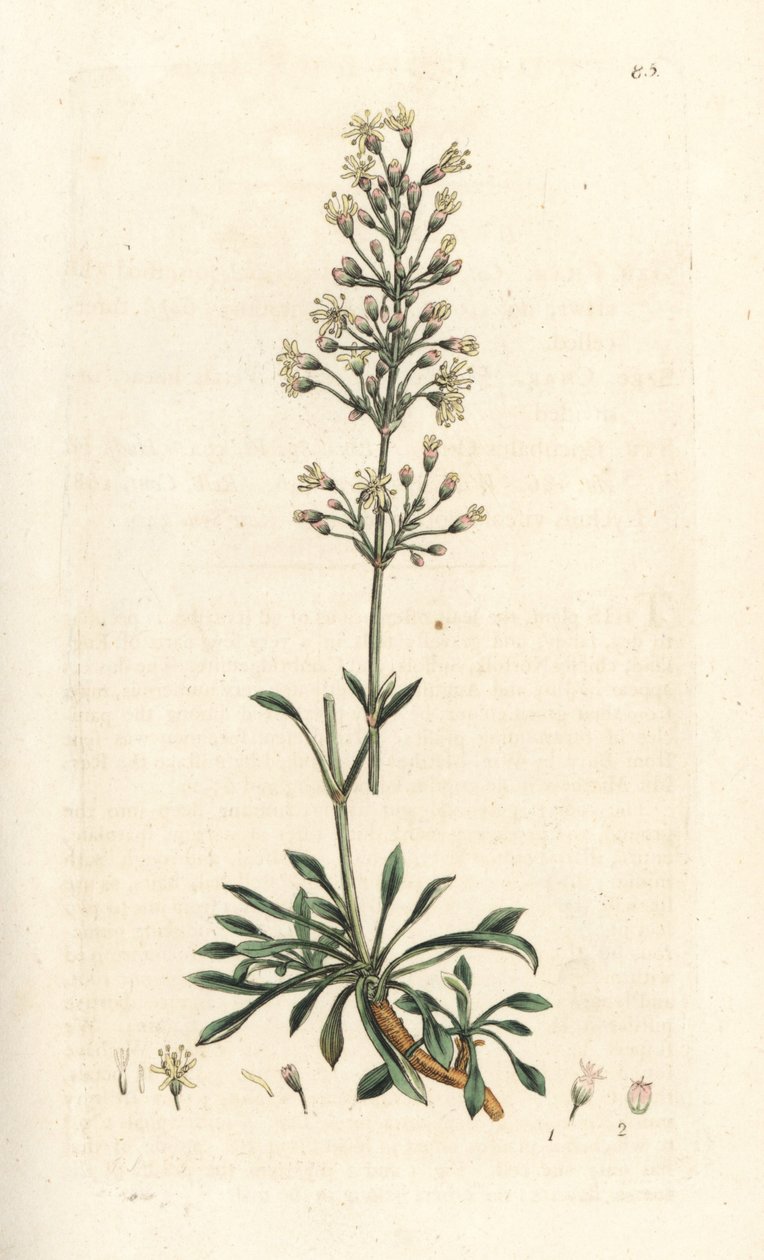 Spanish catchfly, Silene otites (Spanish campion, Cucubalus otites) (silene a small leaves) 根据伦敦 James Smith 的《英国植物学》中 James Sowerby 的插图所作的手工彩色铜版雕刻 作者 詹姆斯·索尔比