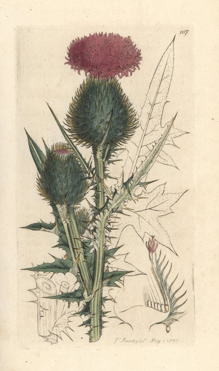 长矛蓟，Cirsium vulgare (Carduus lanceolatus)（普通蓟） 根据詹姆斯-索尔比（James Sowerby）的插图绘制的彩色铜版画，选自伦敦詹姆斯-史密斯（James Smith）的《英国植物学》（English Botany）。 作者 詹姆斯·索尔比