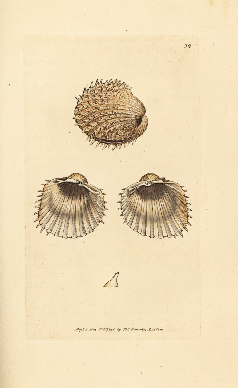 刺蚶，Acanthocardia aculeata (Cardium spinosum)。 《英国杂记》中詹姆斯·索尔比 (James Sowerby) 的手绘铜版雕刻，或新的、稀有的或鲜为人知的动物主题的彩色人物。 作者 詹姆斯·索尔比