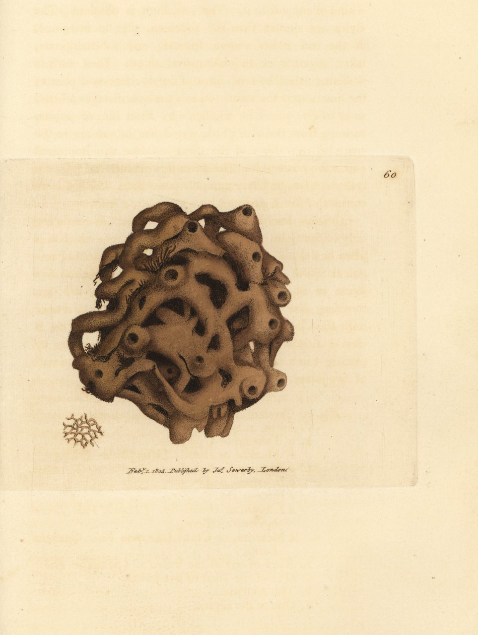 海绵，Haliclona cinerea（取消海绵，Spongia cancellata）。 《英国杂记》中詹姆斯·索尔比 (James Sowerby) 的手绘铜版雕刻，或新的、稀有的或鲜为人知的动物主题的彩色人物。 作者 詹姆斯·索尔比