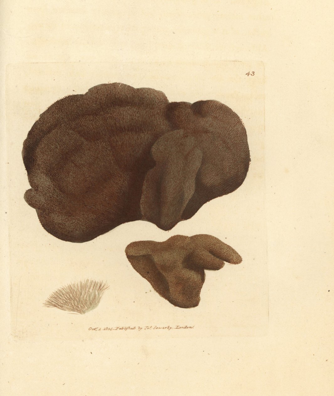 海绵，普切拉海绵（Spongia pulchella）。 《英国杂记》中詹姆斯·索尔比 (James Sowerby) 的手工彩色铜版雕刻，或新的、稀有的或鲜为人知的动物主题的彩色人物。 作者 詹姆斯·索尔比