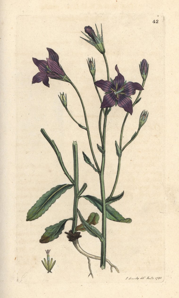 蔓延的风铃花，Campanula patula 根据詹姆斯-索尔比的插图绘制的彩色铜版画，选自伦敦詹姆斯-史密斯的《英国植物学》。 作者 詹姆斯·索尔比