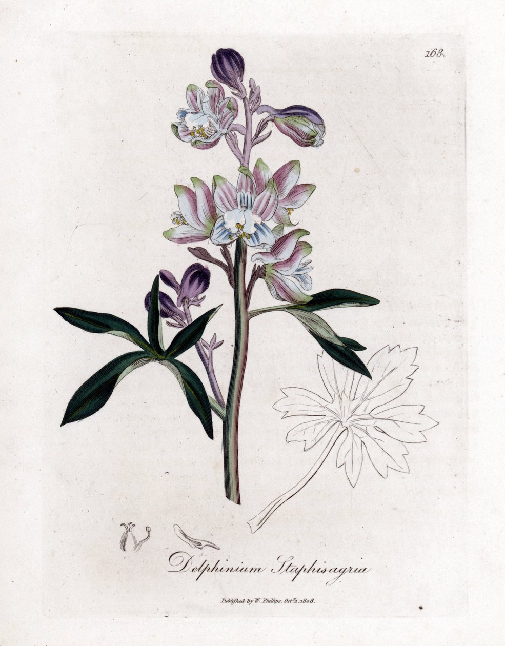Staphisegar or grass with lice or grass with gouty or wild grapes - Palmated larkspur or stavesacre, Delphinium staphisagria.詹姆斯-索尔比（James Sowerby）根据威廉-伍德维尔（William Woodville）和威廉-杰克逊爵士（Sir William Jackson H）的植物学插图绘制的手工彩色铜版画。 作者 詹姆斯·索尔比