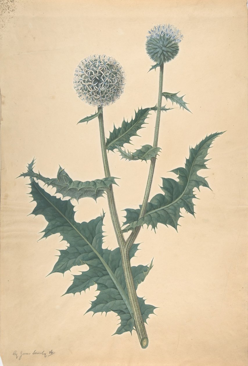 蓟的研究，1822年前。 作者 詹姆斯·索尔比