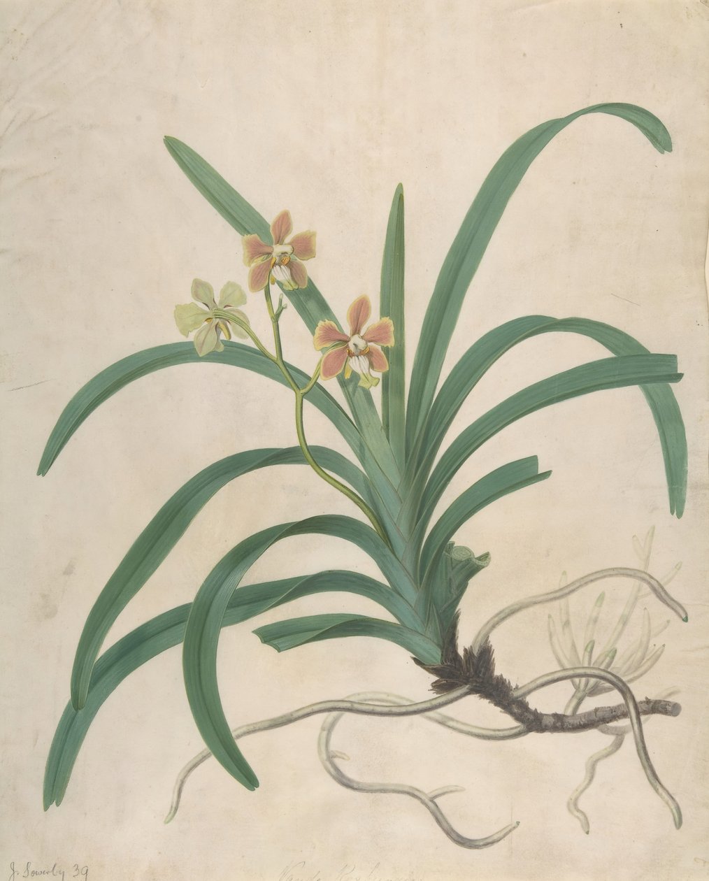 兰花研究，Vanda Roxburgia，1822年前。 作者 詹姆斯·索尔比