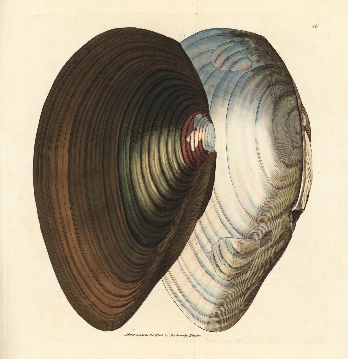 天鹅贻贝，Anodonta stagnalis (Mytilus stagnalis)。 《英国杂记》中詹姆斯·索尔比 (James Sowerby) 的手绘铜版雕刻，或新的、稀有的或鲜为人知的动物主题的彩色人物。 作者 詹姆斯·索尔比