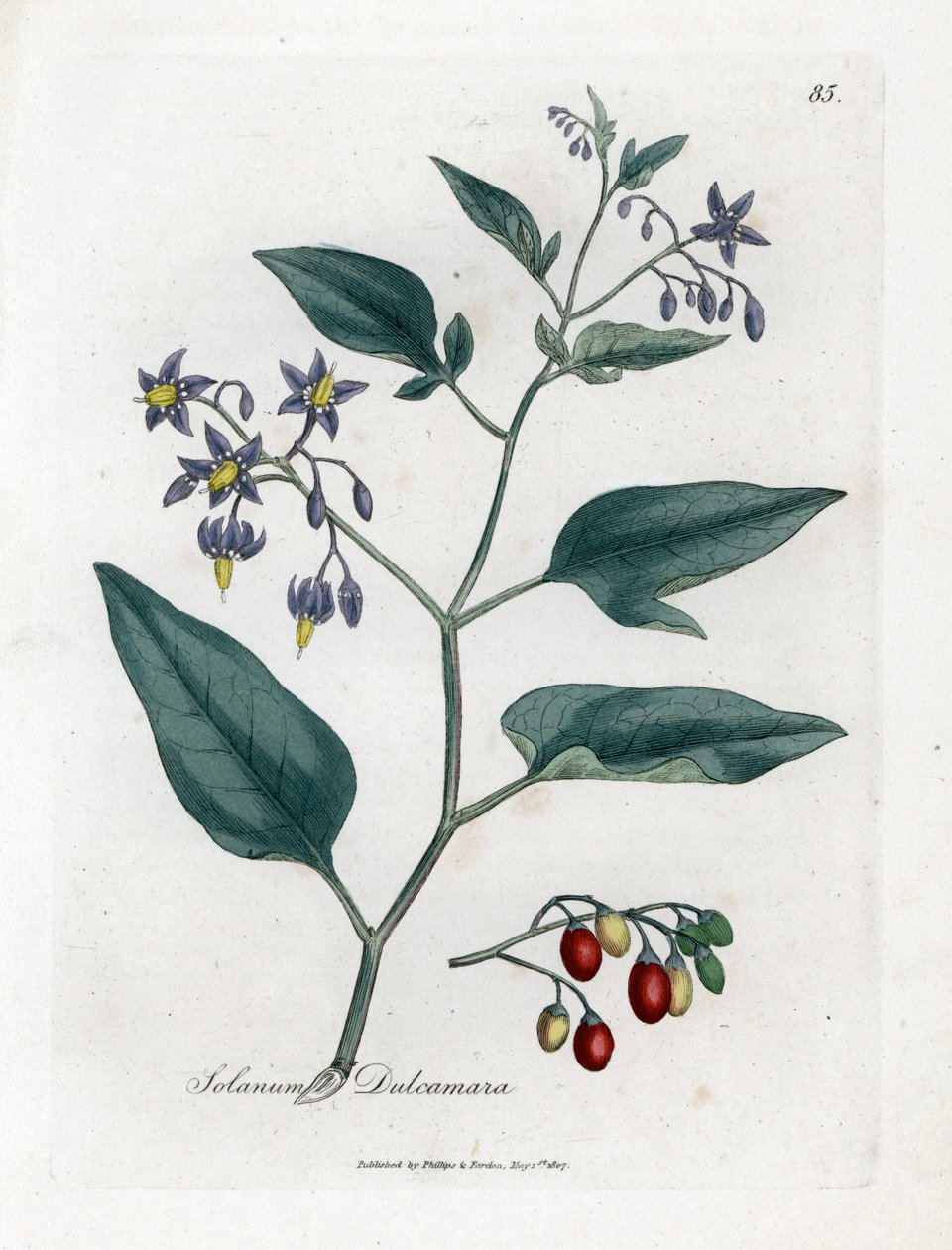 甜苦或甜苦茄属植物 - 木本茄属植物，Solanum dulcamara。 手绘铜版雕刻，取自詹姆斯·索尔比 (James Sowerby) 的植物插图，来自威廉·伍德维尔 (William Woodville) 和威廉·杰克逊·胡克爵士 (Sir William Jackson Hooker) 的“药用植物学”，约翰·博恩 (John Bohn)，伦敦 作者 詹姆斯·索尔比